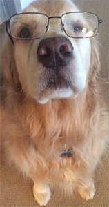 Comet wearing glasses
